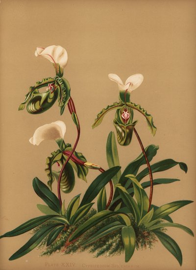 Paphiopedilum Spicerianum Orchid by Unknown